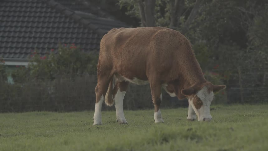 A brown and white cow grazes in a green pasture with a tiled roof and blurred foliage in the background