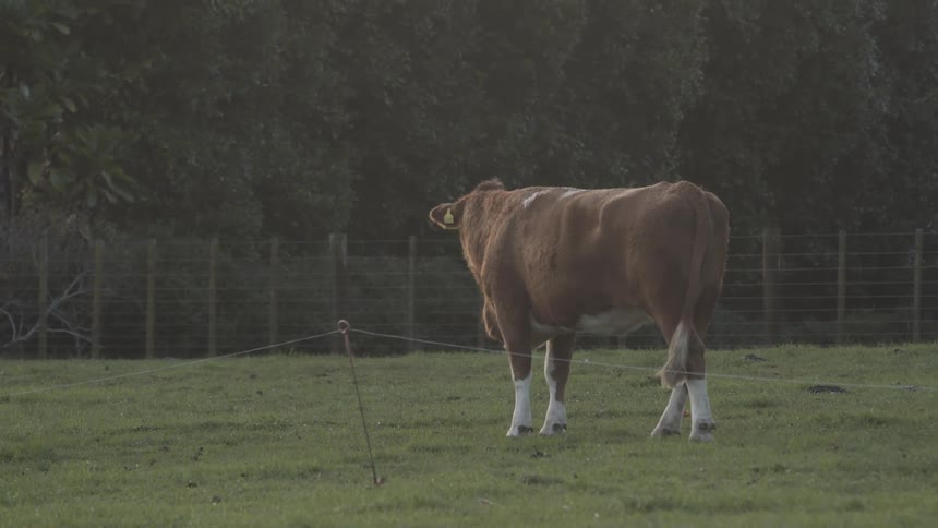 A large cow is standing on the farm