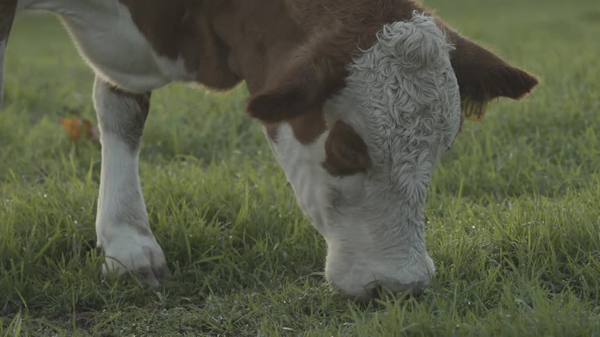 The cow is eating the green grass fast