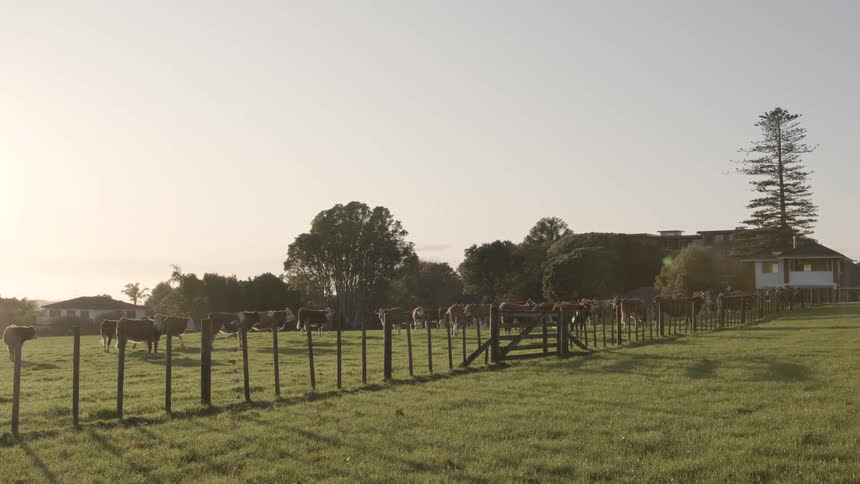 A herd of cows stands in a sunlit green pasture along a wooden fence with a farmhouse and trees visible in the background under a bright sky