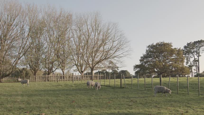 Sheep graze peacefully in a grassy fenced pasture lined with bare and leafy trees