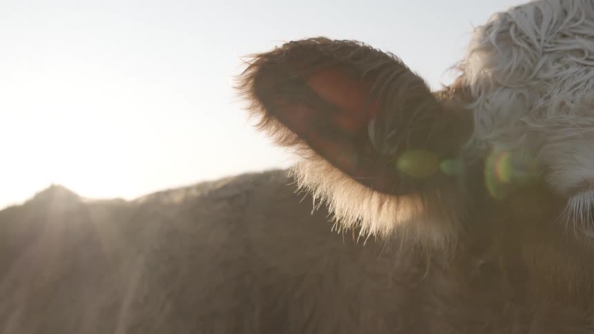 A cow stands under the cloudy sky