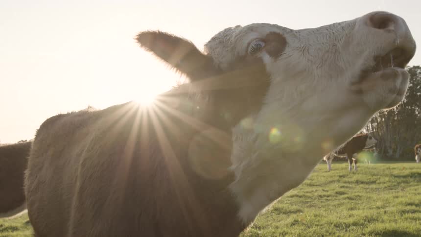 Cattle in a field roaring with other cattle in the background