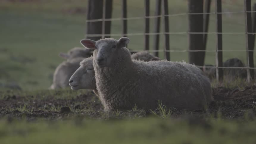 Sheep rest calmly near a fence on a grassy farm during soft daylight