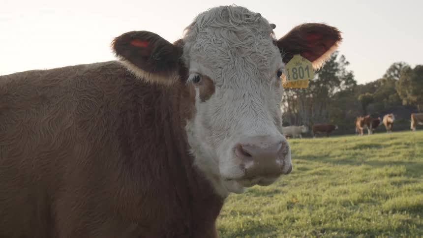 A cow turns its head on the field
