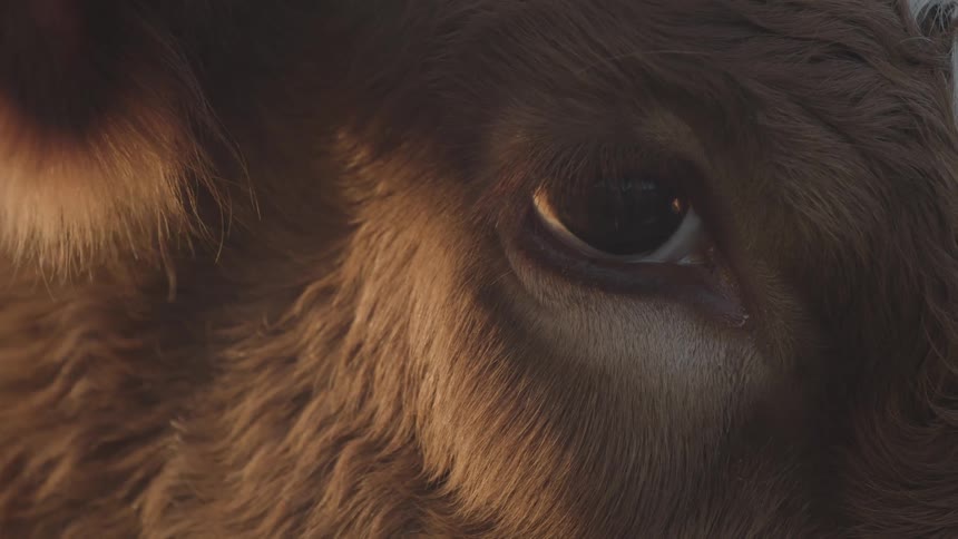 The right eye of a brown cow gazing intently with a calm unblinking stare