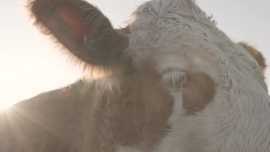 Close up of a cattle eye or outdoors