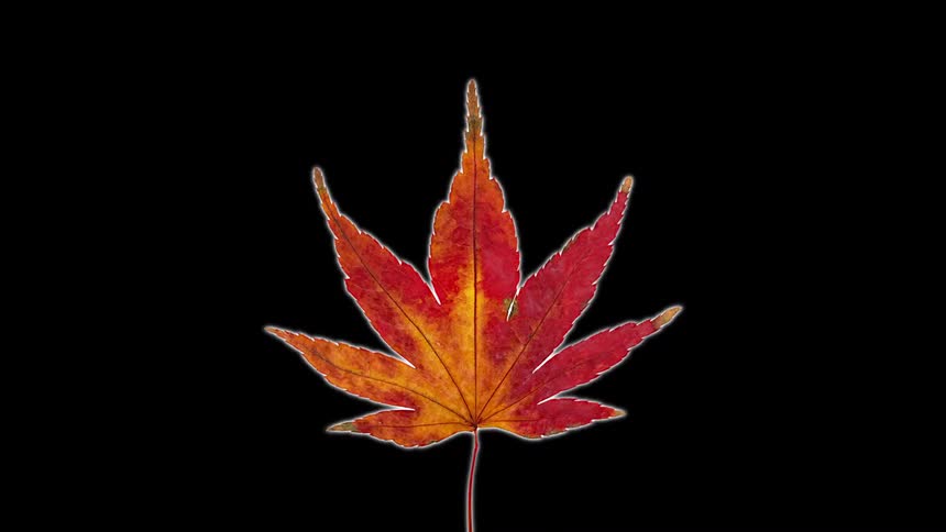 An animated leaf plant continuously changes its colors and shapes in a seamless loop