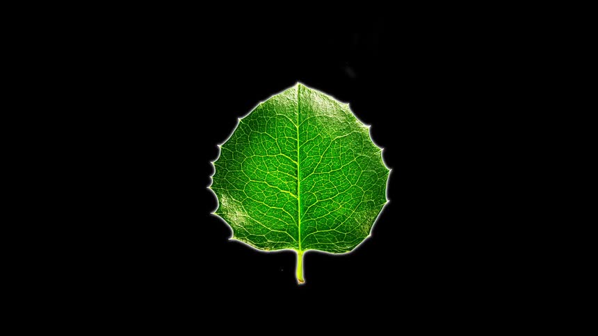 Leaves of different species against a dark background