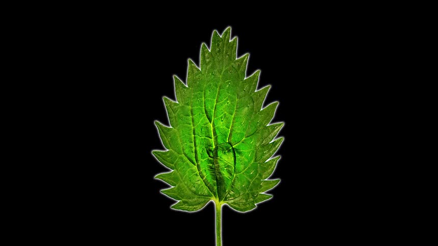 The animation is of different leaves changing fast