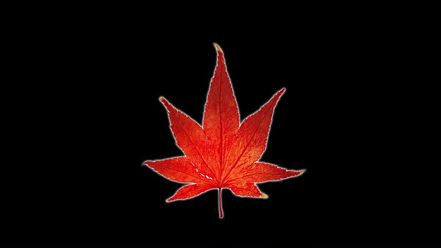 Different types of leaves change from green to fall colors against a black background