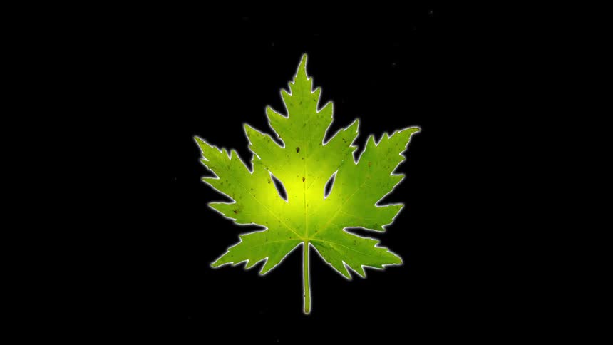 A variety of leaves change in the animation