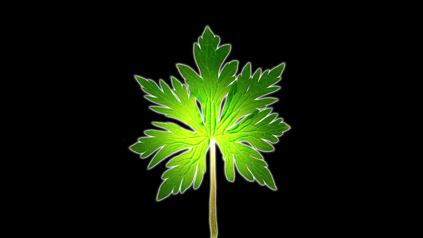 A leaf goes through a growth transformation then a coloring change as it ages