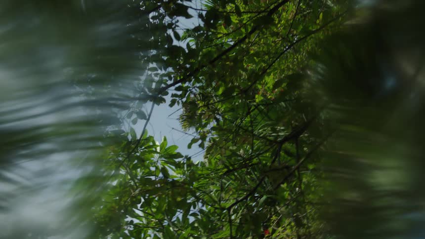 Upward view of green leaves among a tropical forest