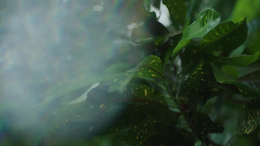 A leafy plant in the forest covered in vibrant green leaves