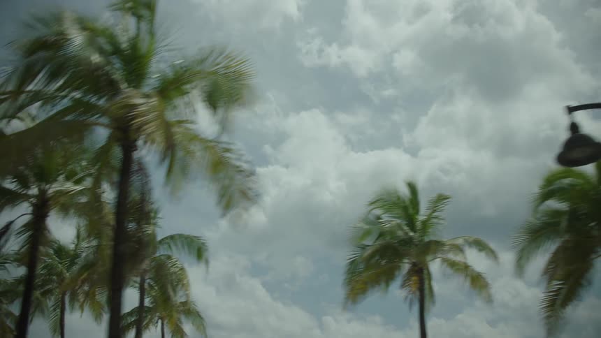 Tropical palm trees against a cloudy sky
