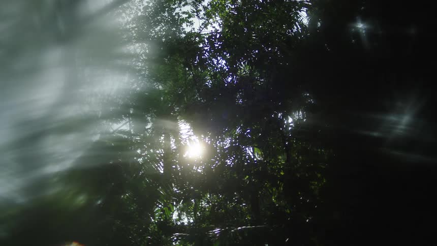A rainforest on a sunny day with tall trees blocking the suns rays casting shadows while creating subtle reflections through gaps in the dense canopy