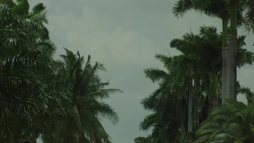 A tropical rainforest filled with palm trees on a cloudy day with the wind blowing through and rustling the tree leaves
