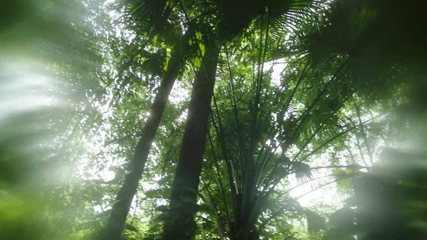 Greenish forest with reflection of sun rays
