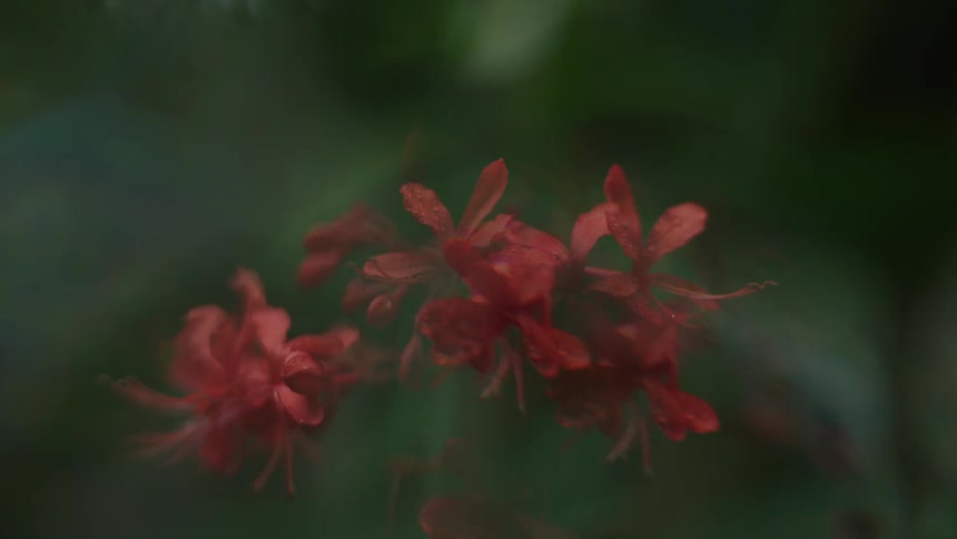 A cluster of vibrant reddish orange flowers is softly focused against a blurred dark green background