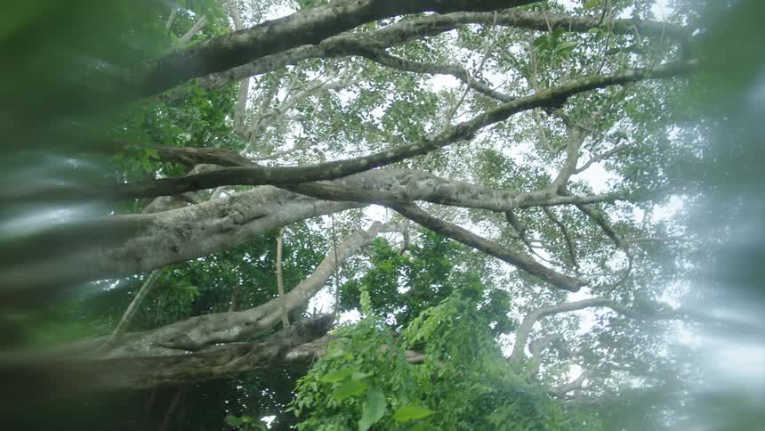 A rainforest at midday with tall trees towering above their branches covered in dense green leaves allowing streaks of sunlight to filter through the canopy