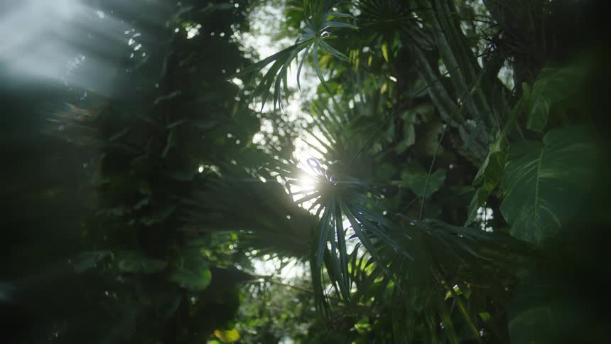 Dense green forest with sun reflection