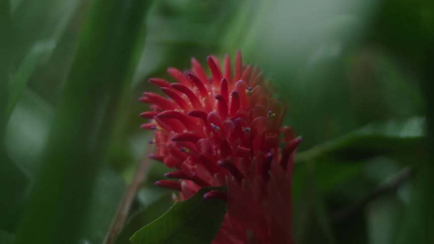 A red flower hangs in the bush