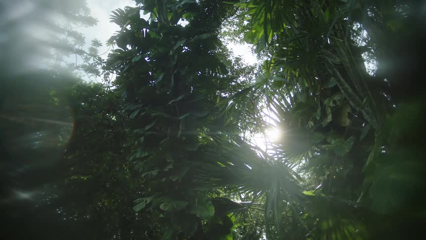 A forest filled with trees and lush green plants bathed in bright sunlight on a clear day