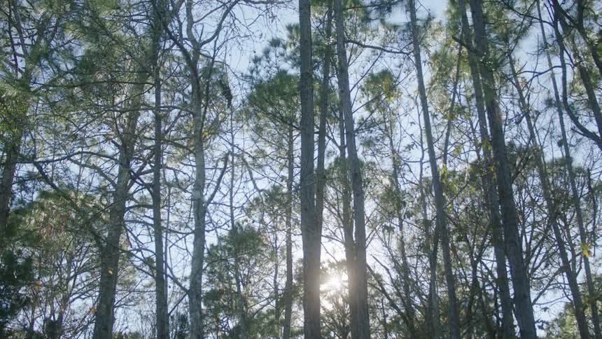 The sun is shining bright through the trees