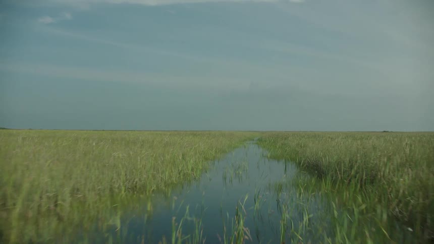 River with intense green vegetation