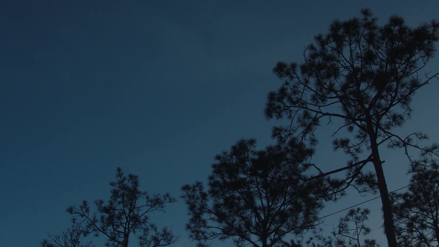 Trees against a night sky