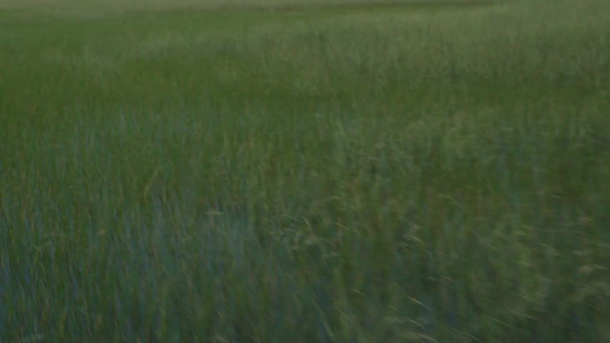 Aerial view of a field with water and tall grass