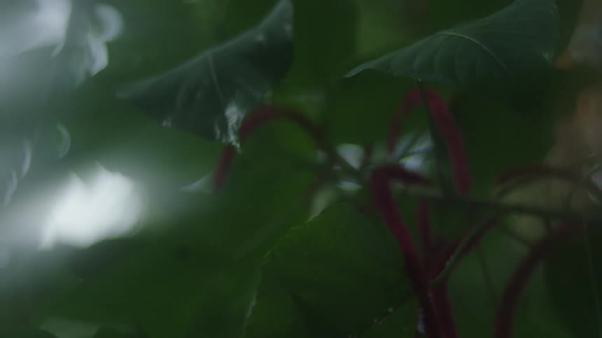 Close up of green leaves with greenish and red stems