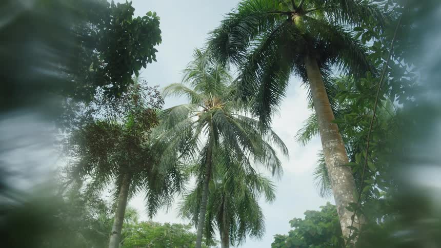 Tall palm trees in the wind