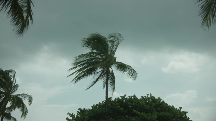 Heavy wind blows the palm trees