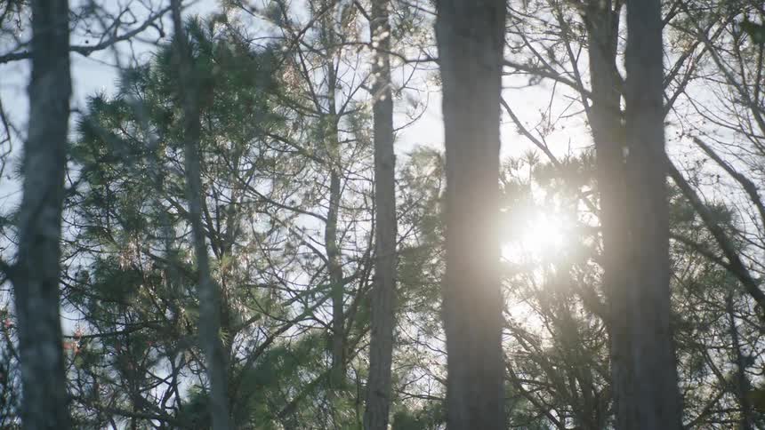 Bright sunlight flares as it shines from behind the trunks and through the branches of trees in a forest
