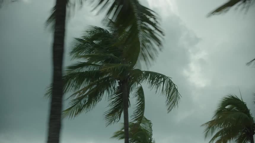 Palm trees sway strongly in the wind against a cloudy stormy sky