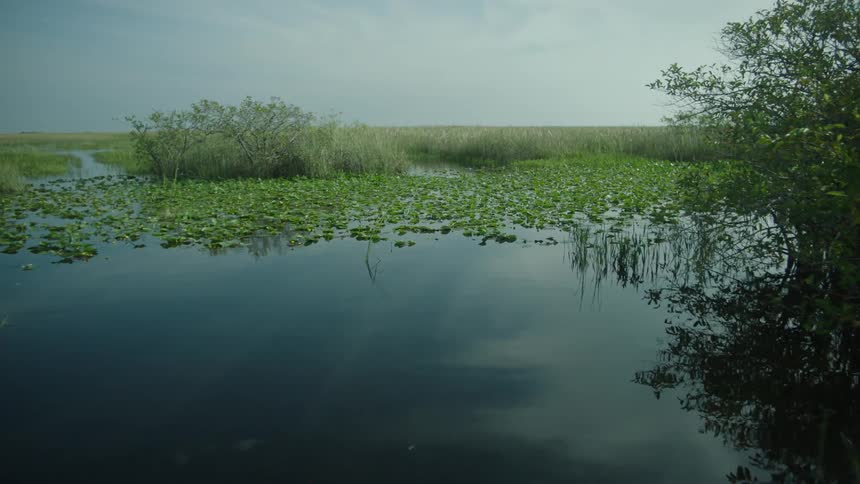The sky reflects on the swamp water