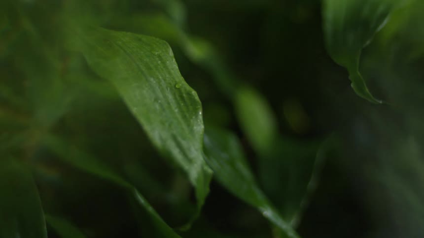 Closeup of dewcovered green leaves in a softly lit forest environment