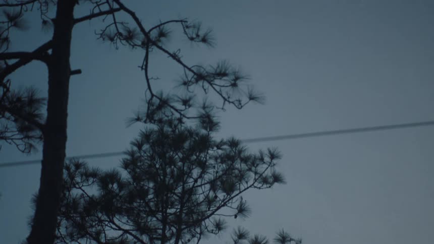 Trees against the dawn sky