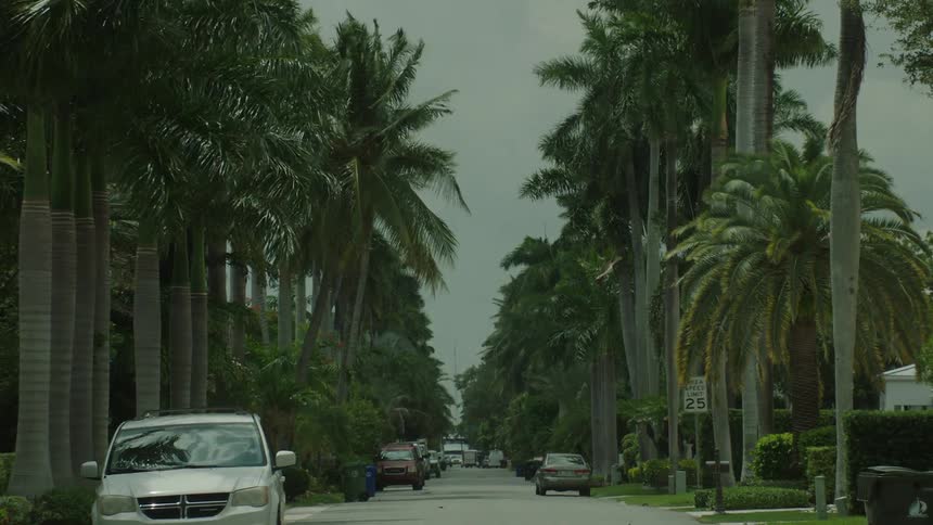 Urban street with tropical palm trees and parked vehicles