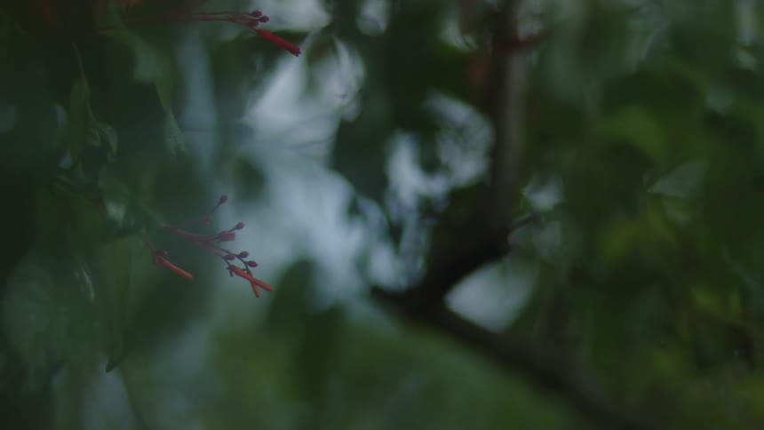Soft focus closeup of red tubular flowers and green leaves in a forested setting