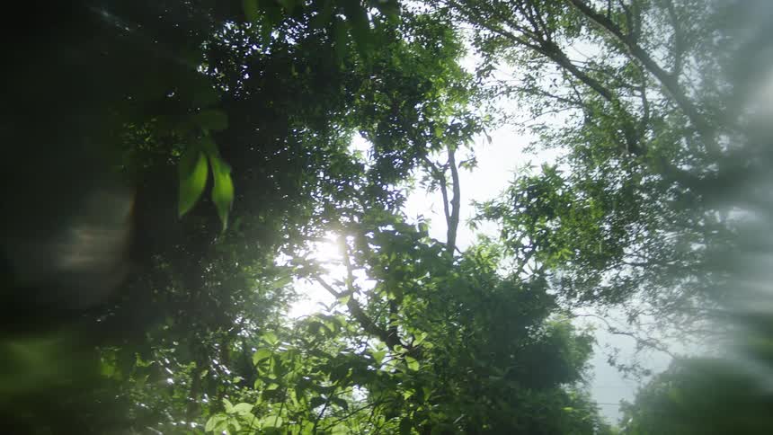 Sunlight filters through dense green forest foliage from a low upwardfacing angle