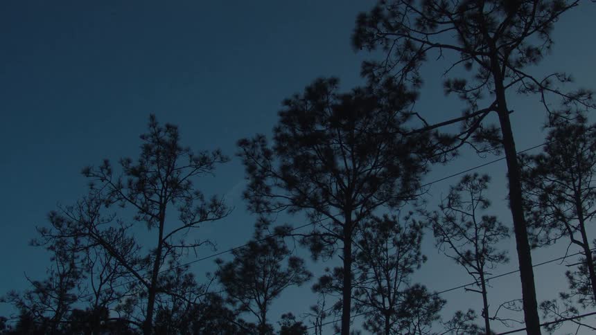 Tall trees are silhouetted against the deep blue sky during twilight in a quiet forest setting