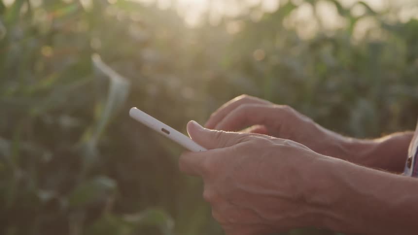 Man types on a tablet while examining crops on a sunny day