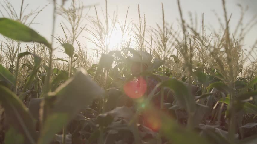 The sun is shining on the green crops