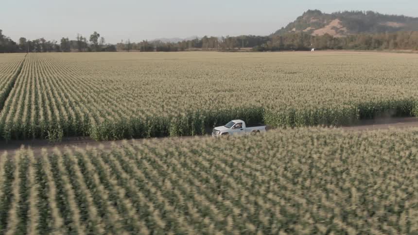 A white pickup truck drives along a dirt path through a vast cornfield under clear skies