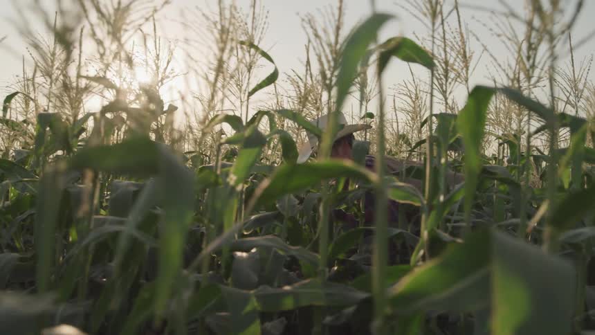 Male farmer walks through an unripe corn field on a sunny day