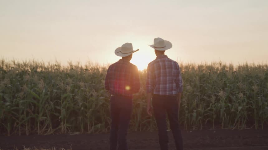 Two men are talking while looking at crops