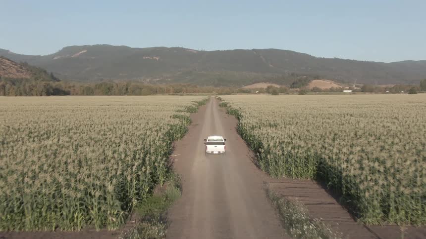 A white pickup truck drives away down a dirt road that cuts through a vast field of tall crops with rolling hills and a clear blue sky in the background